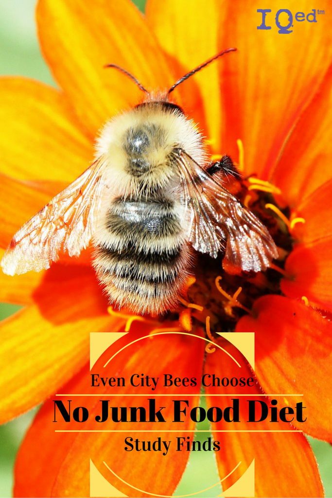 Study Says Even City Bees Stick To No Junk Food Diet